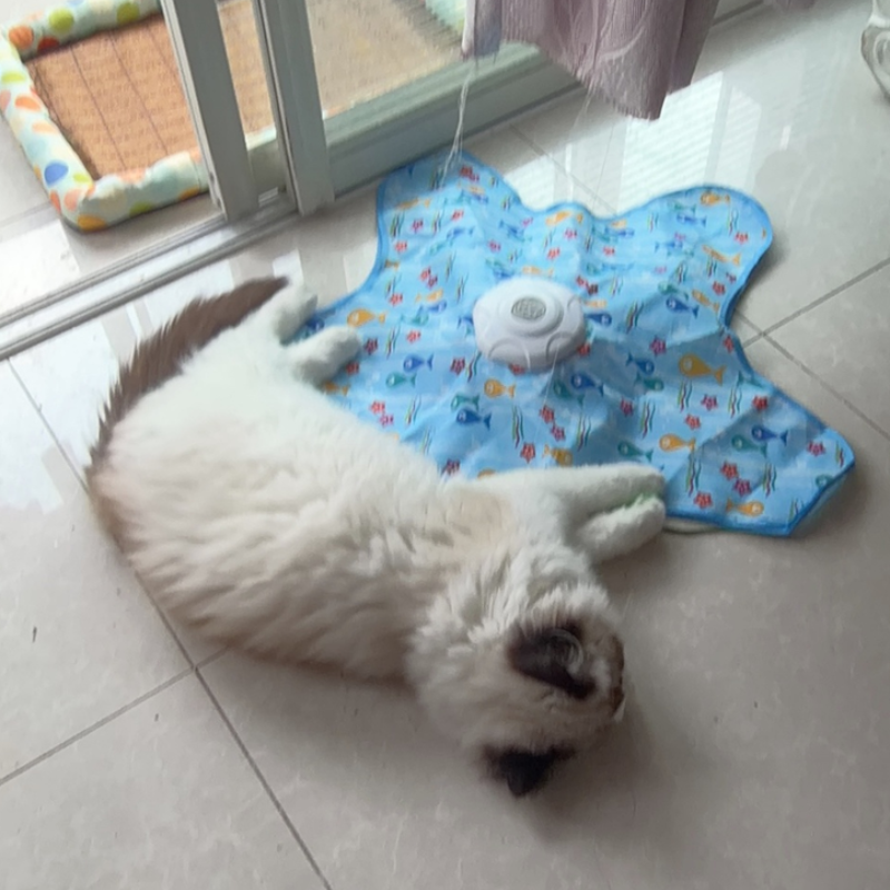Interactive Cat Toy Hide And S - Cat Tunnel Toy ulasan dan harga