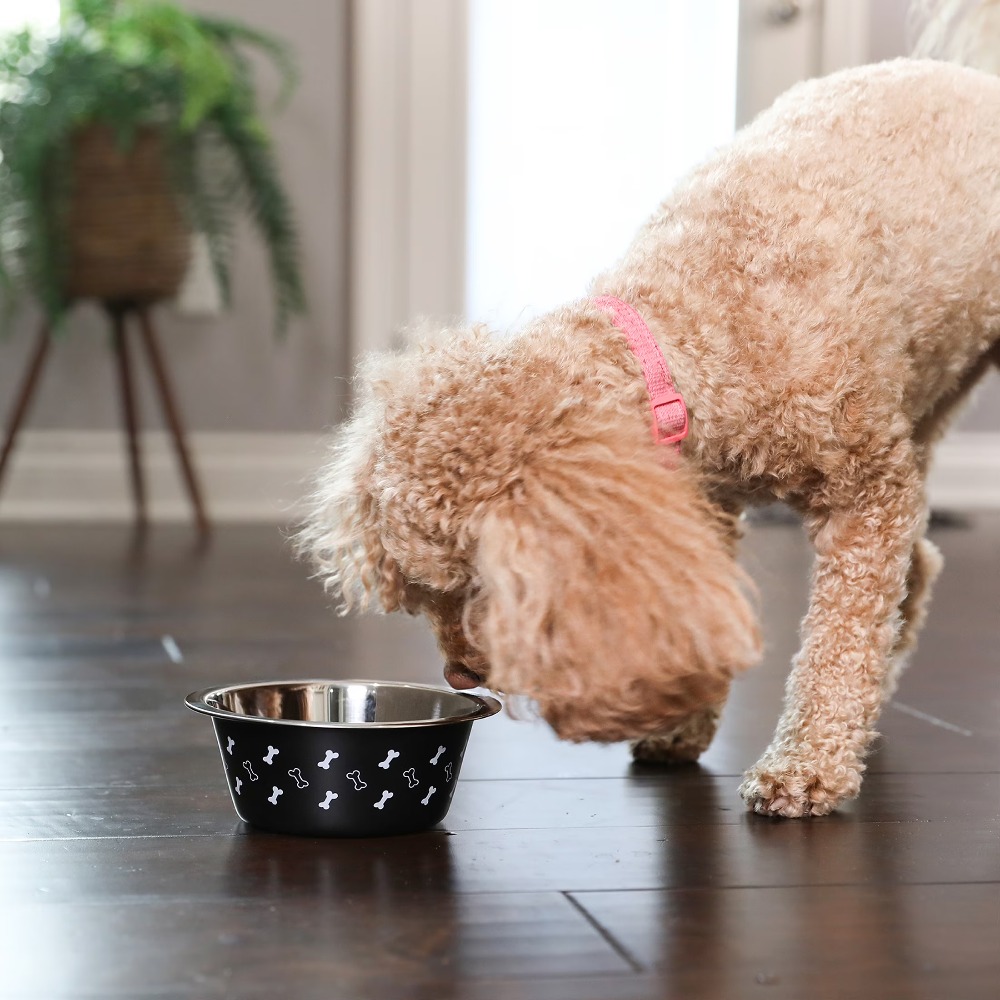 Stainless Steel Dog Bowl with  - Pet Supplies In ulasan dan harga