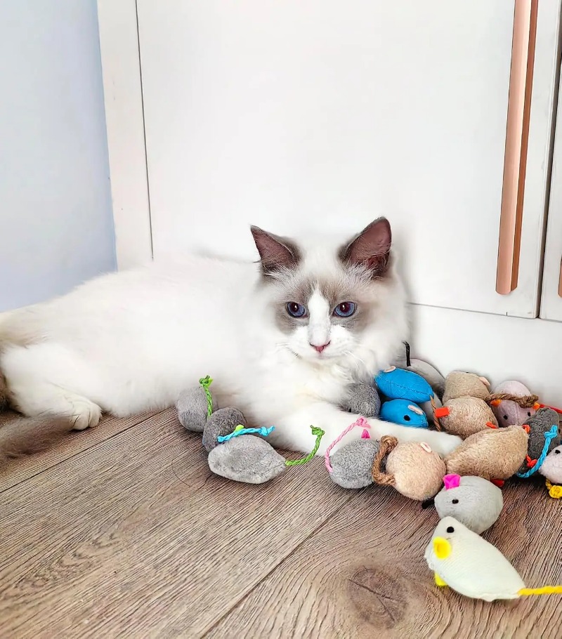 3/200pcs Rattle Cat Mouse Toys - Catnip Toys ulasan dan harga