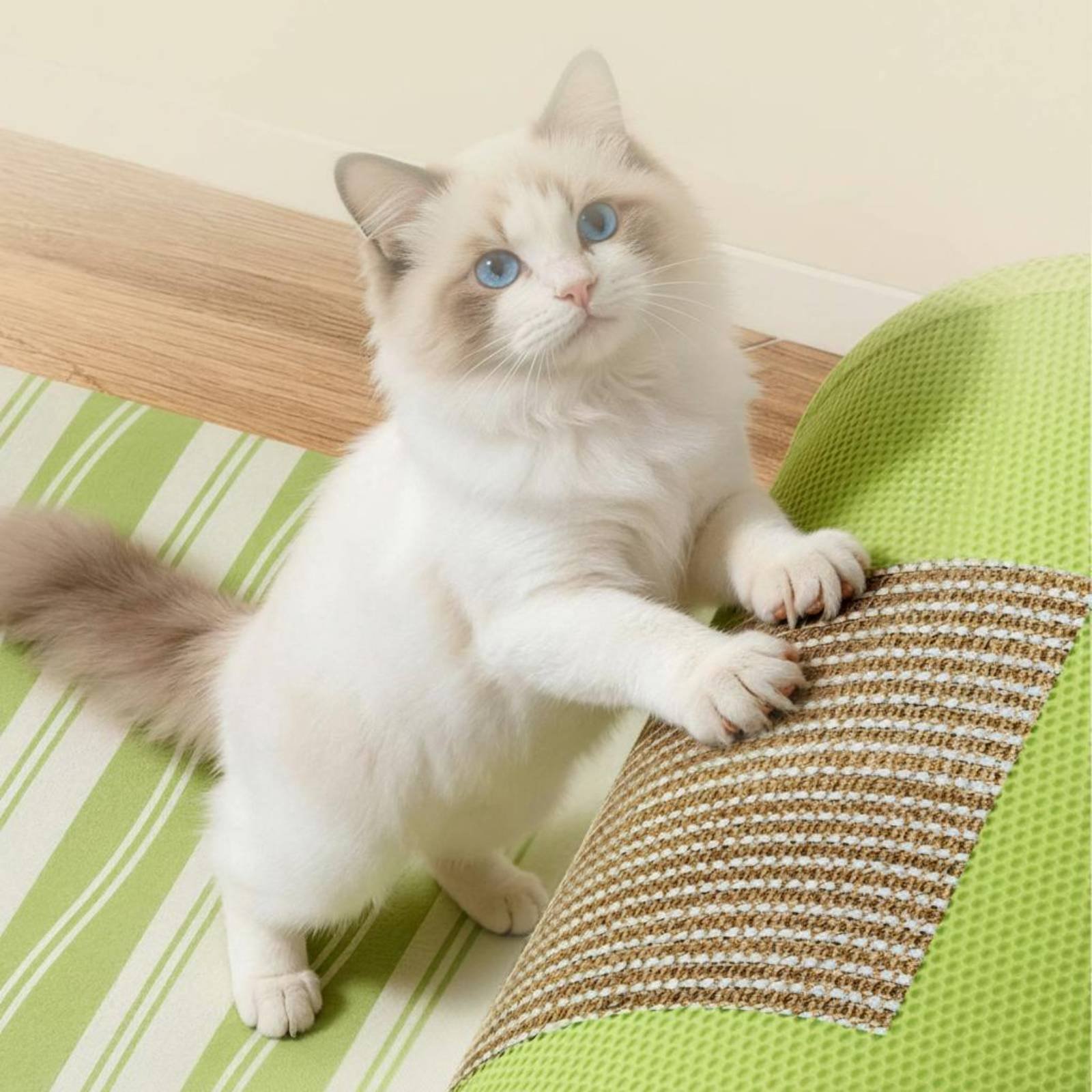 Feline Scratcher Tunnel Dangli - Cat Tunnel Toy ulasan dan harga
